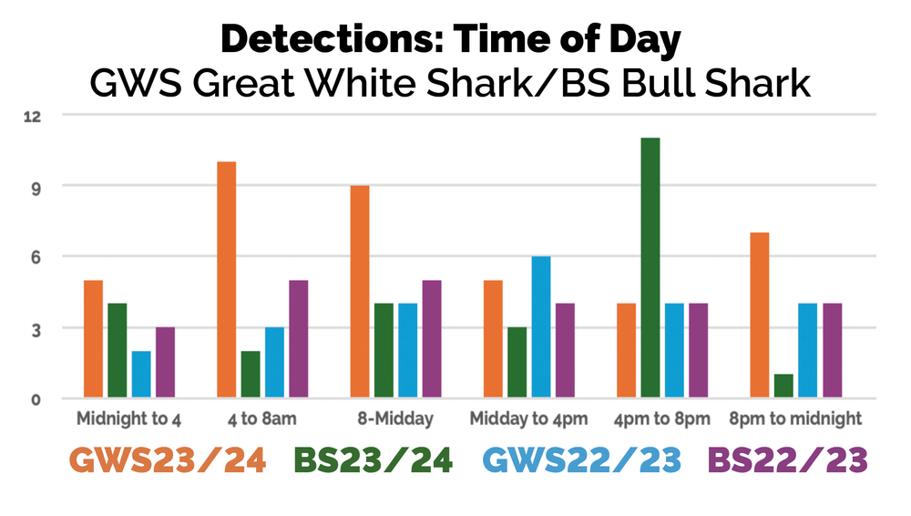Frequent Visitor Award goes to Shark #1901 post image