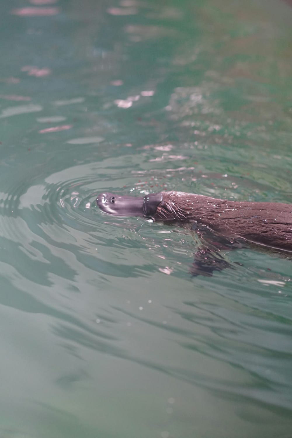 Help understand and protect the elusive Platypus post image