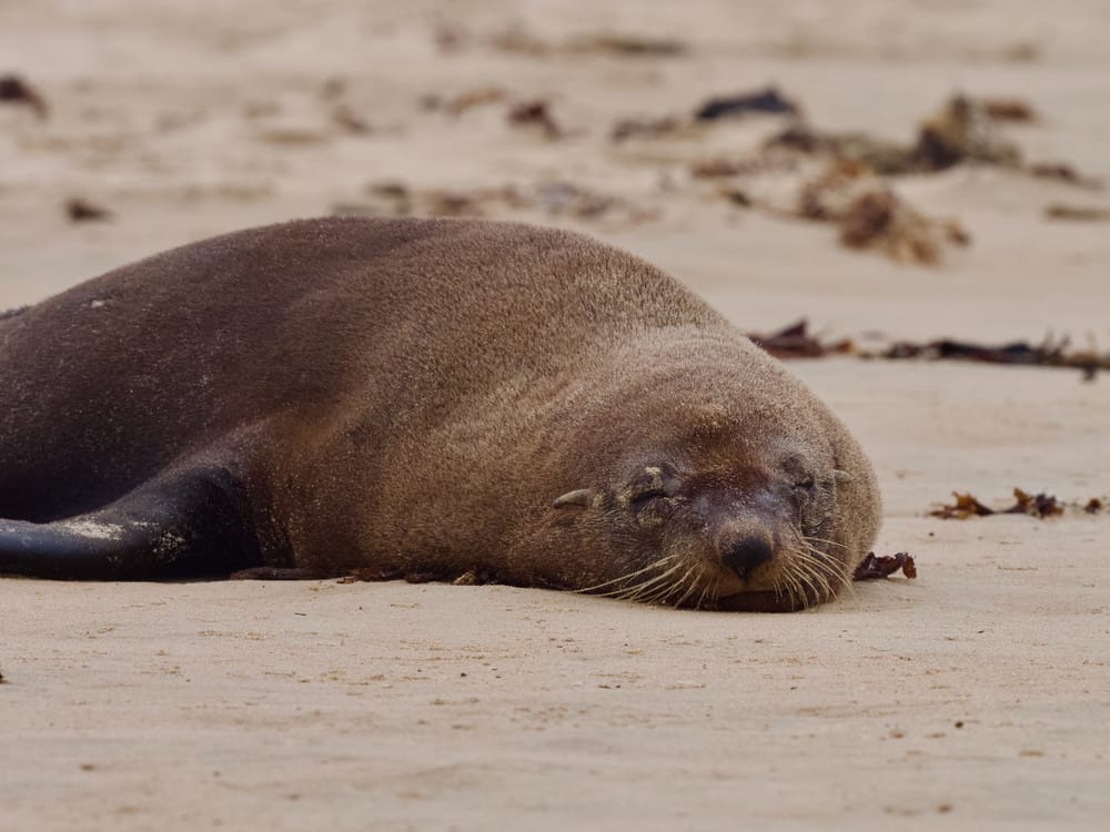 Backyard Zoology: Towradgi beach gets the seal of approval post image