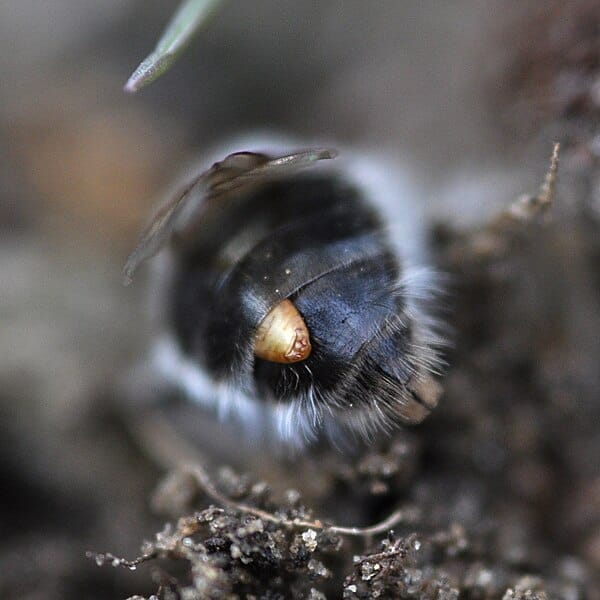 Beetling About in the strange world of Strepsiptera post image