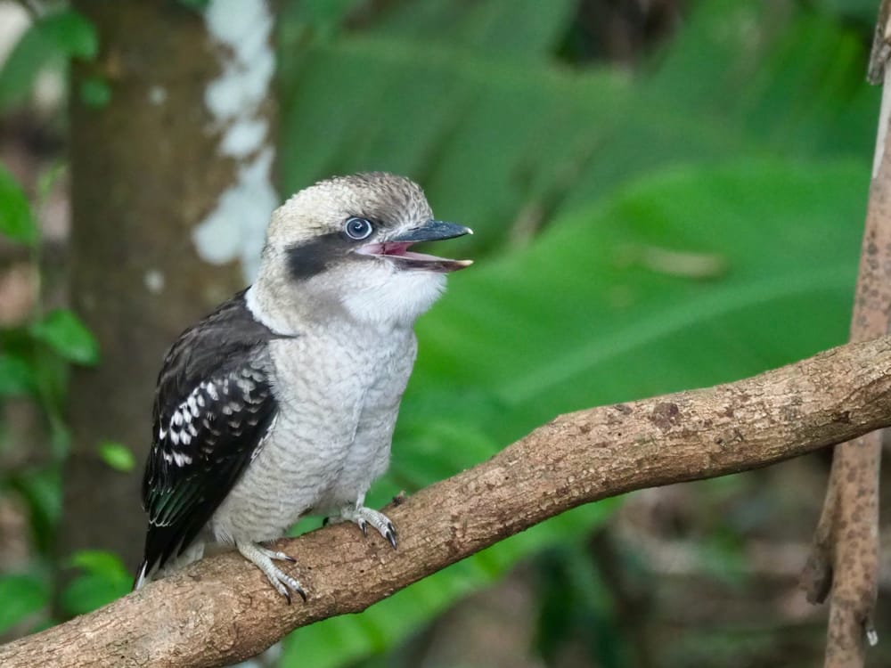 Laugh, kookabubba, laugh post image