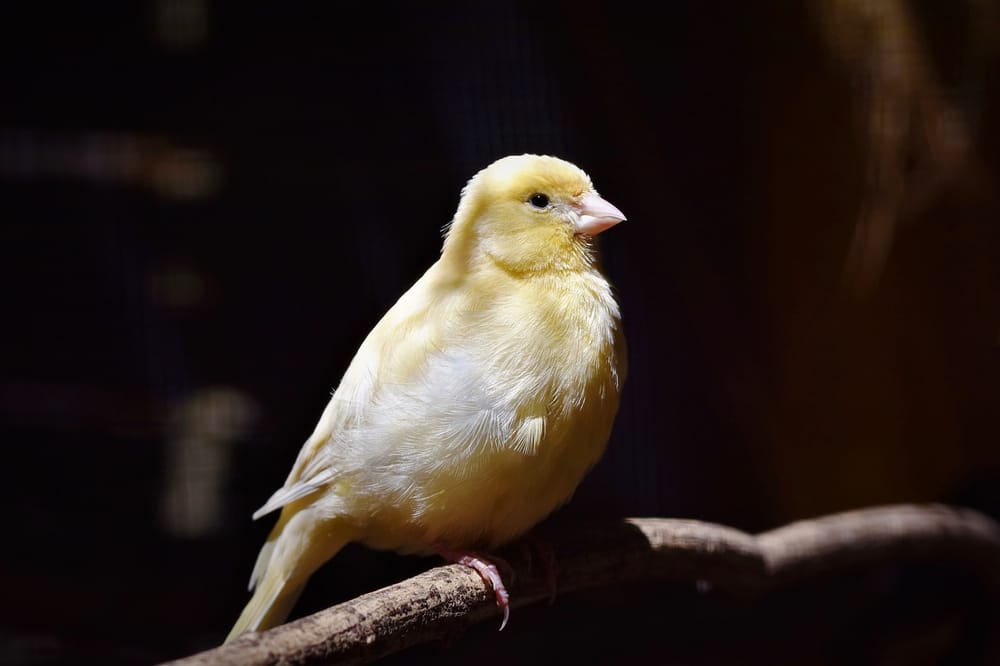 The Rise of the Mumpreneur: Canaries in the Coalmine post image