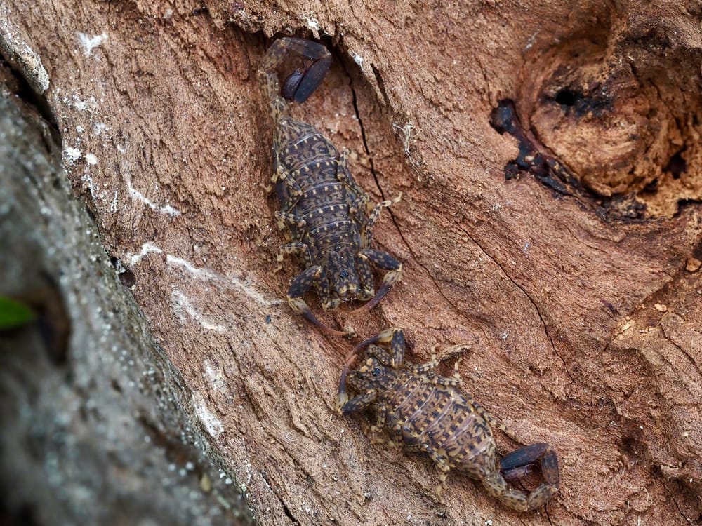 Scorpions – yes, in the Illawarra! post image