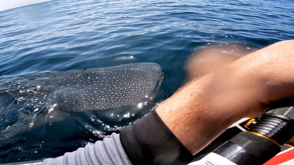 Seeing but disbelieving: Fisherman on jet-ski shocked to see whale shark pop up at Five Islands post image
