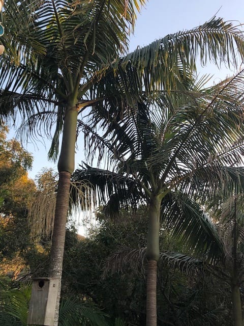 Tree of the Month: Bangalow Palm post image