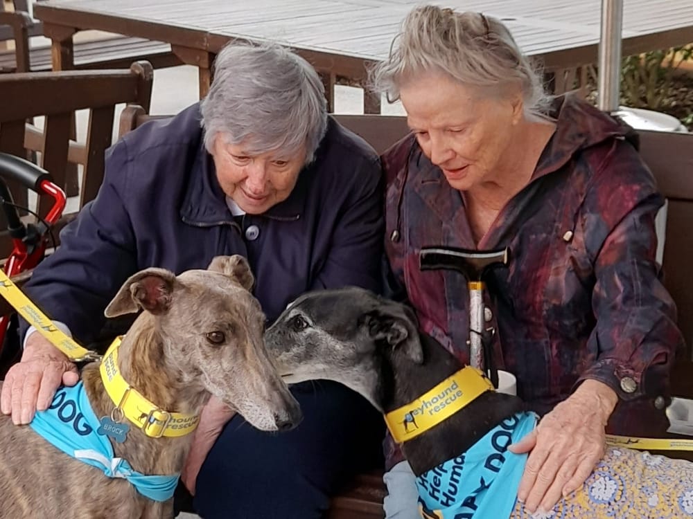 Magic of greyhounds: pilot project boosts wellbeing and smiles at aged care homes post image