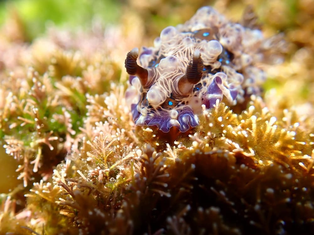 The weird creatures of Mandy's world (and how you can find them) post image