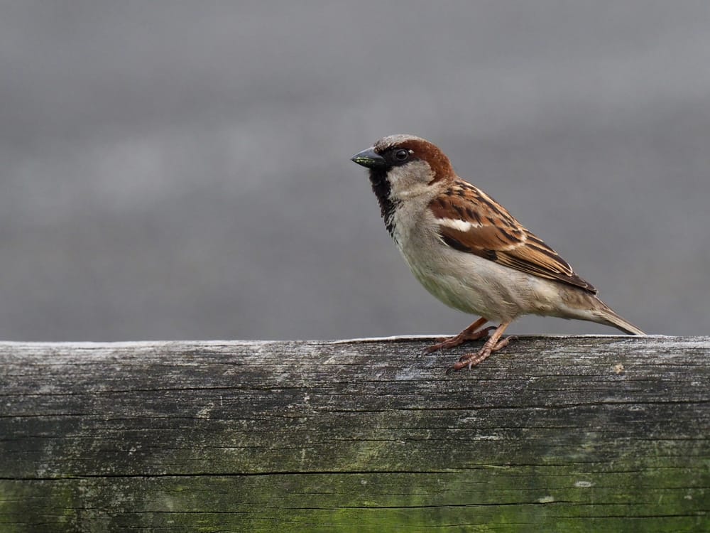 Hello, sparrows post image