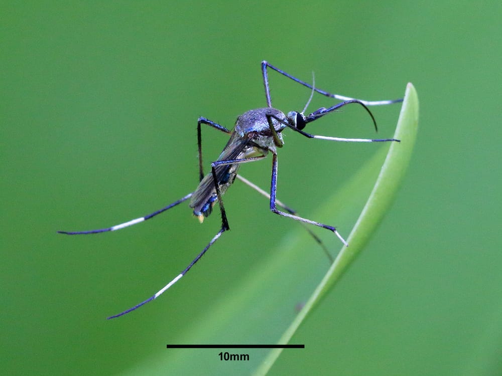 Mythbusting Mozzies: When not to swat & why Jurassic Park got it wrong post image
