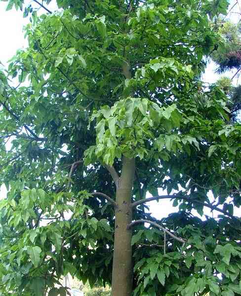 Tree of the month: Illawarra Flame Tree post image