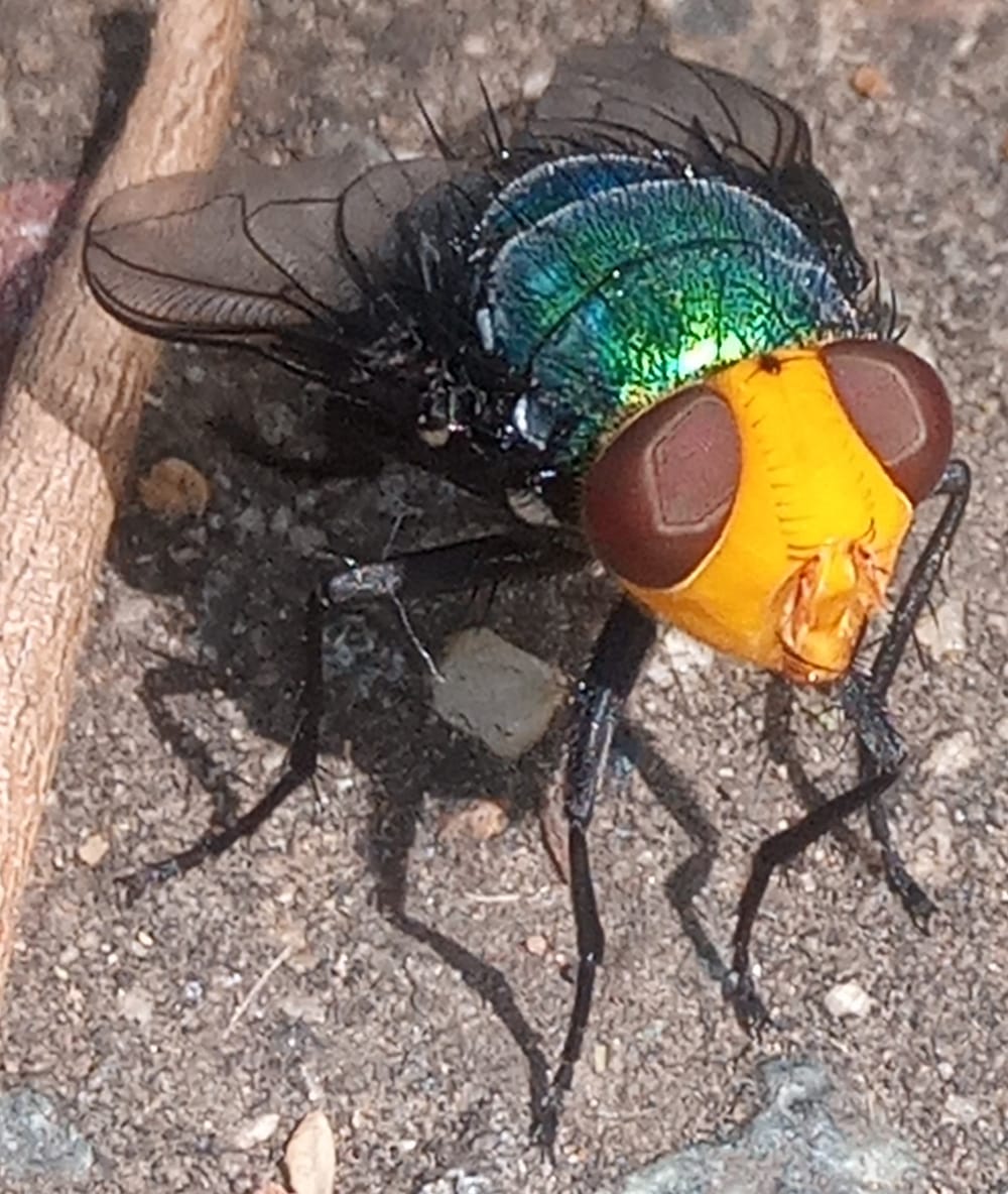 Snail Parasitic Blowfly: Another Friendly Fly for Your Garden post image