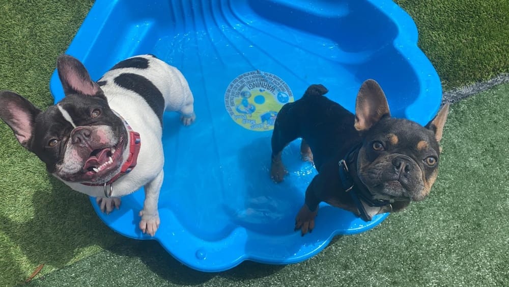 Sonia Says 'Christmas puppies are more than a gift - they're for life' post image