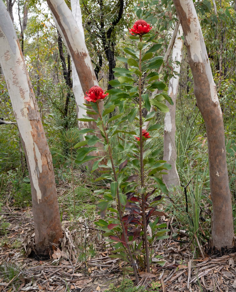 Where the Waratahs belong post image