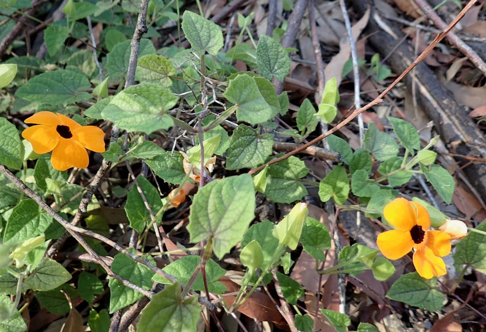 Watch out for Black-eyed Susan post image
