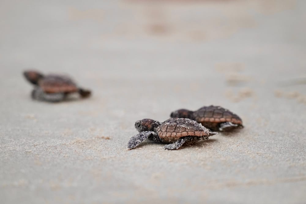 Turtle Watch: Locals asked to look for rare visitors post image