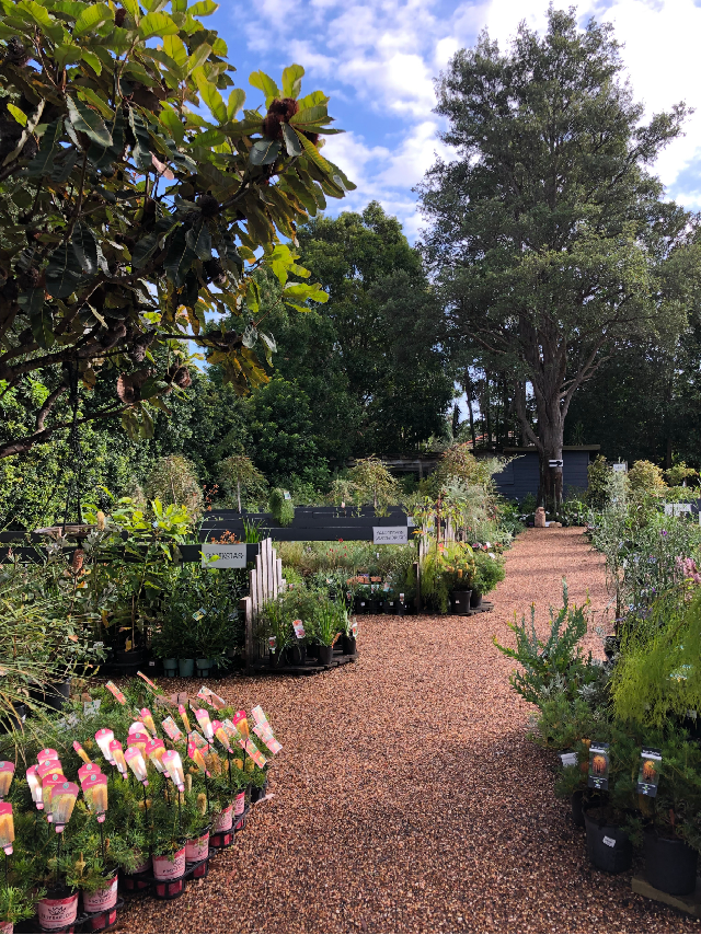 How the Rose family grew Sydney Wildflower Nursery post image