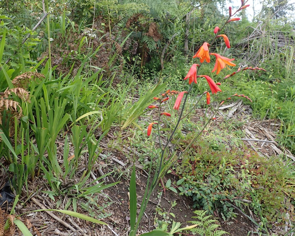 Watch out for Montbretia post image