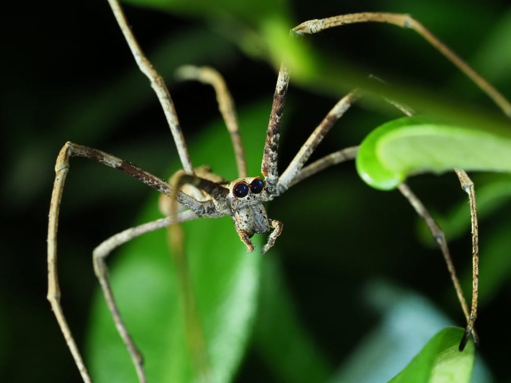 Discover a cunning crafter of webs post image