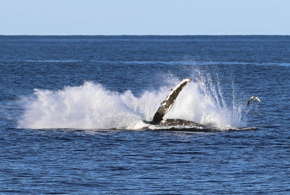 Take a scenic cruise with Shellharbour Wild post image
