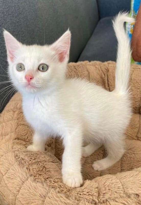Kitten needs a home post image
