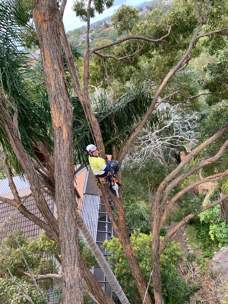 Q&A with an arborist post image