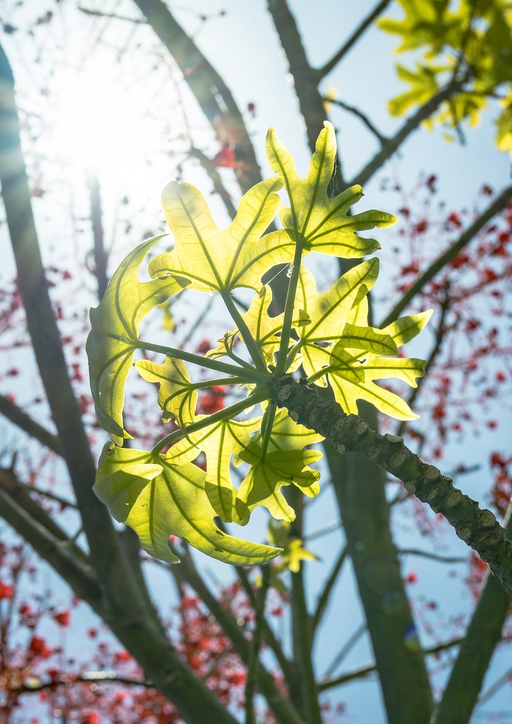 Flames in Focus: Photos capture tree changes post image