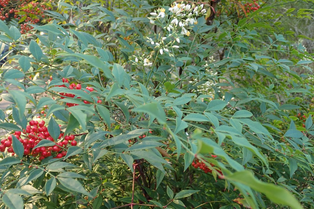 Watch out for Japanese sacred bamboo post image