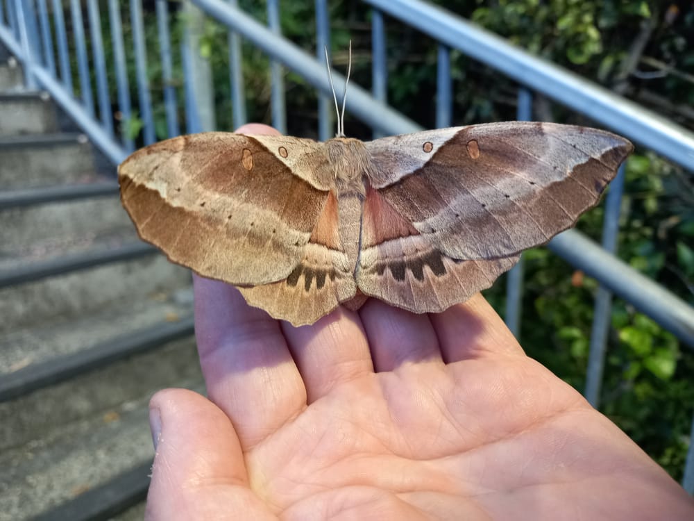 Beetling About at Helensburgh Railway Station (again) post image