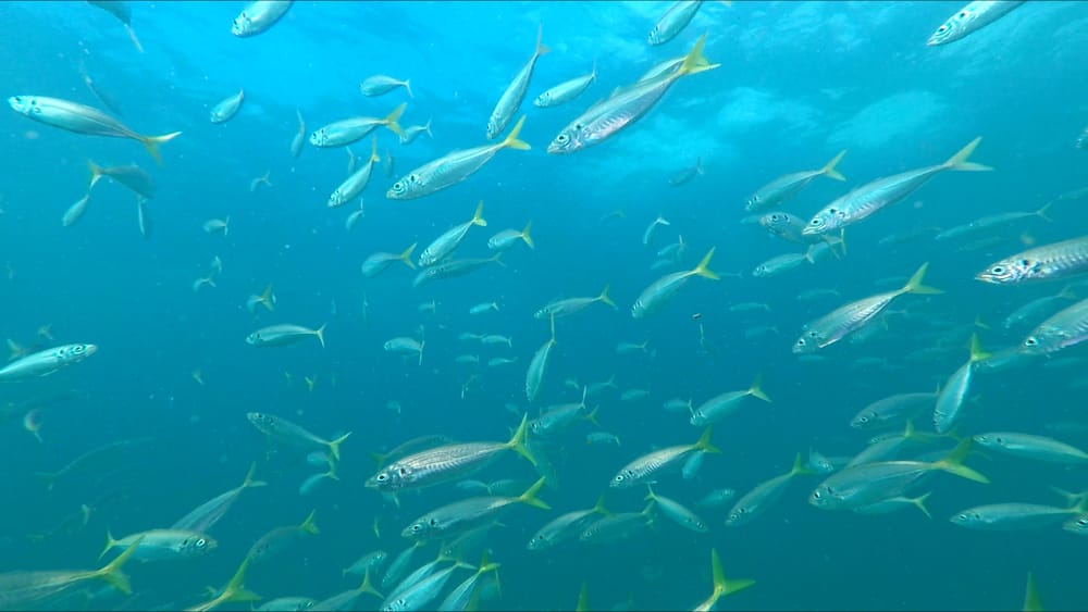 Hello Fish: scuba diving at Flagstaff Point post image