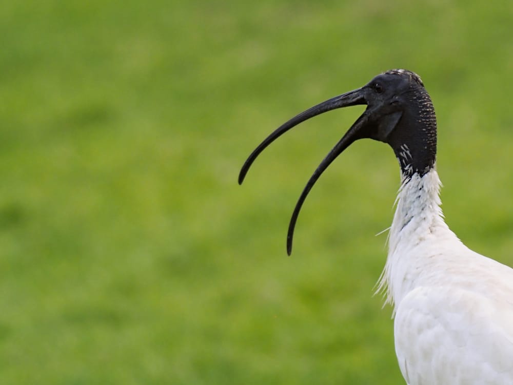 In defence of the Bin Chicken post image