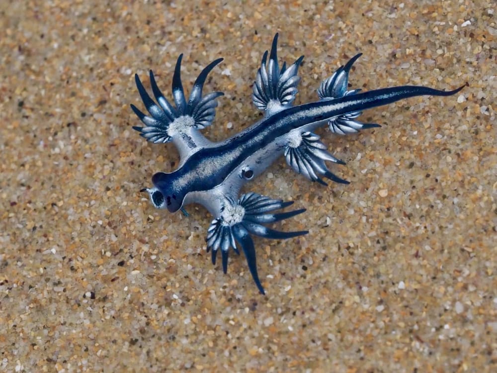 Nature Notes: Blue dragons and birds on the move post image
