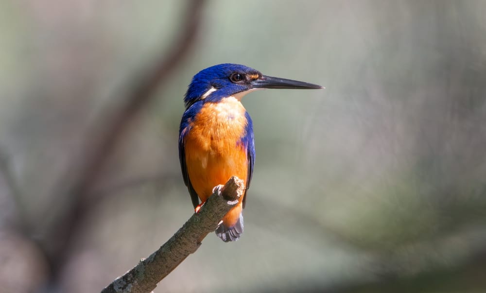 Bird of the Month: Azure Kingfisher post image