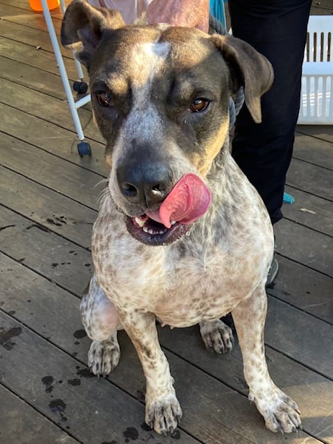 Cleo needs a home post image