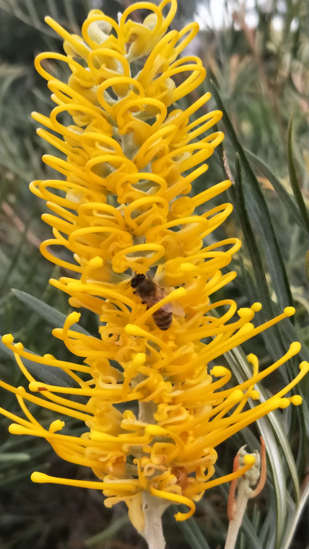 What's in bloom at Illawarra Grevillea Park in autumn post image