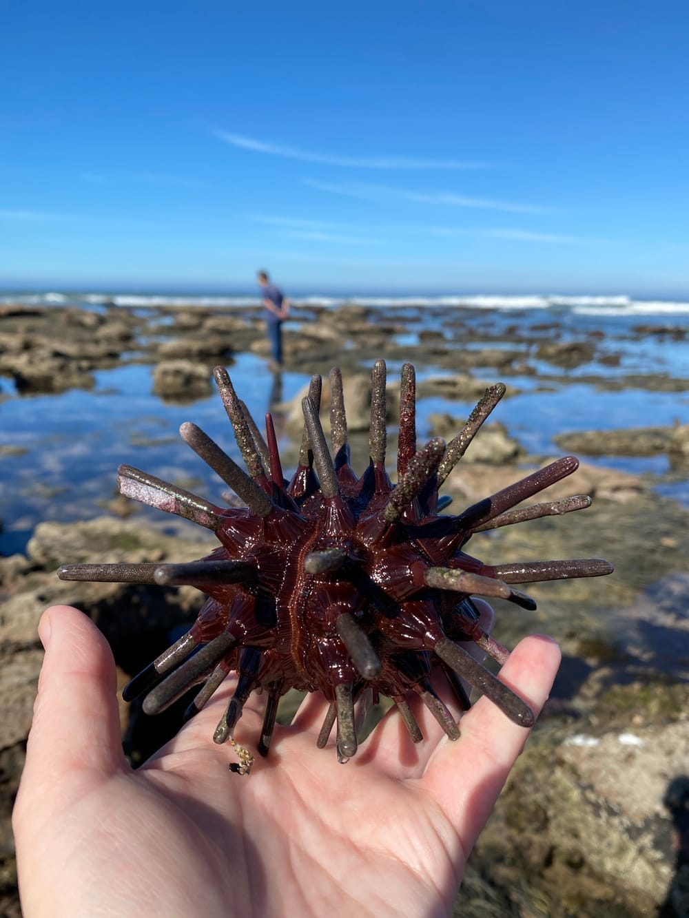 Notes on the Slate Pencil Sea Urchin post image