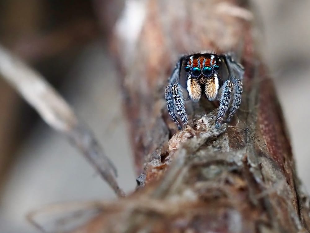 Nature Notes: Peacocks and alarm clocks on the move post image
