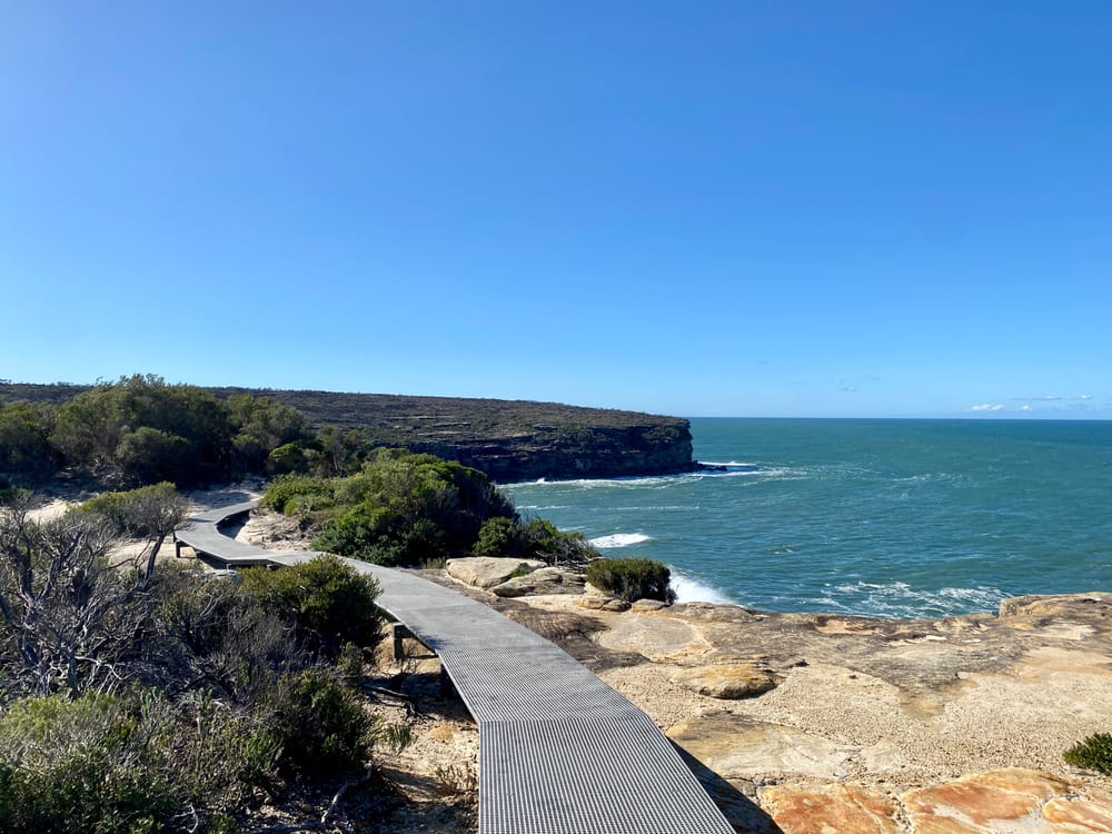 Nature Notes: Wattamolla reopens + echidna love trains post image