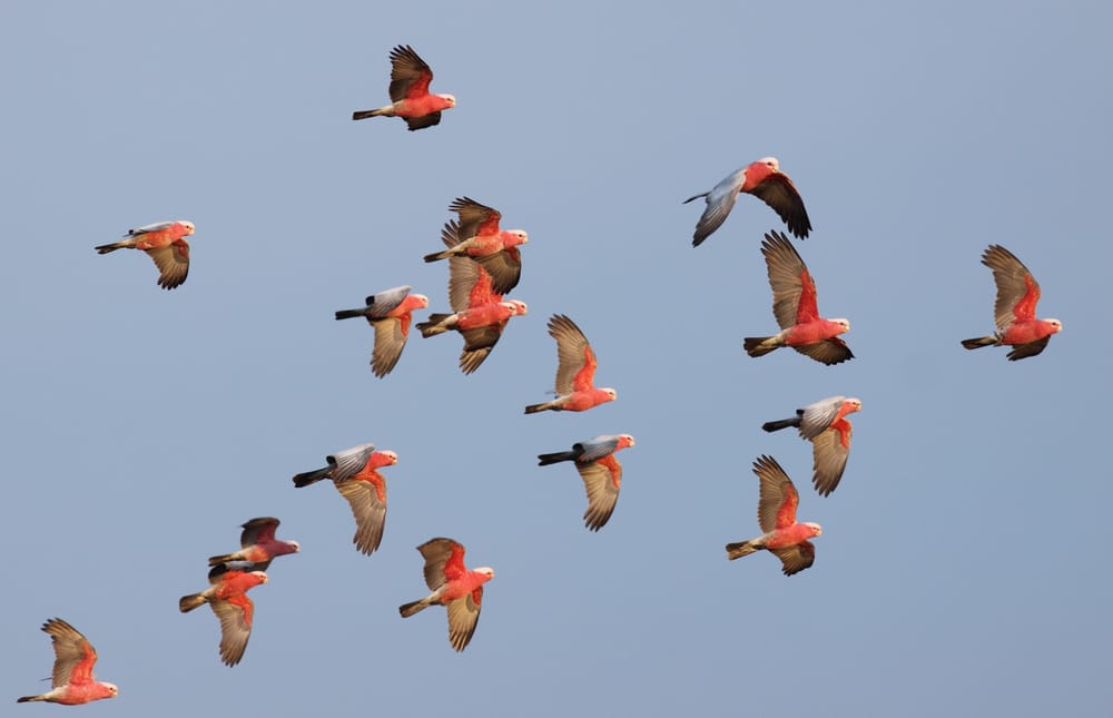 Got 20 minutes? The Aussie Bird Count needs you post image