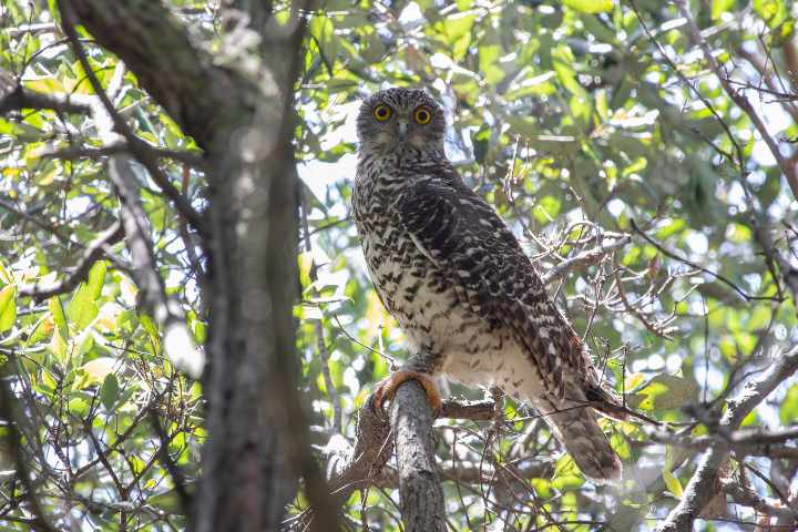 Woo-hoo! Powerful Owl returns to Stanwell Park post image