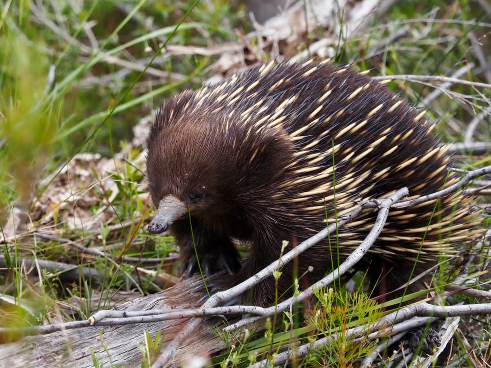 Creature Feature: The weirdos you meet in the bush post image