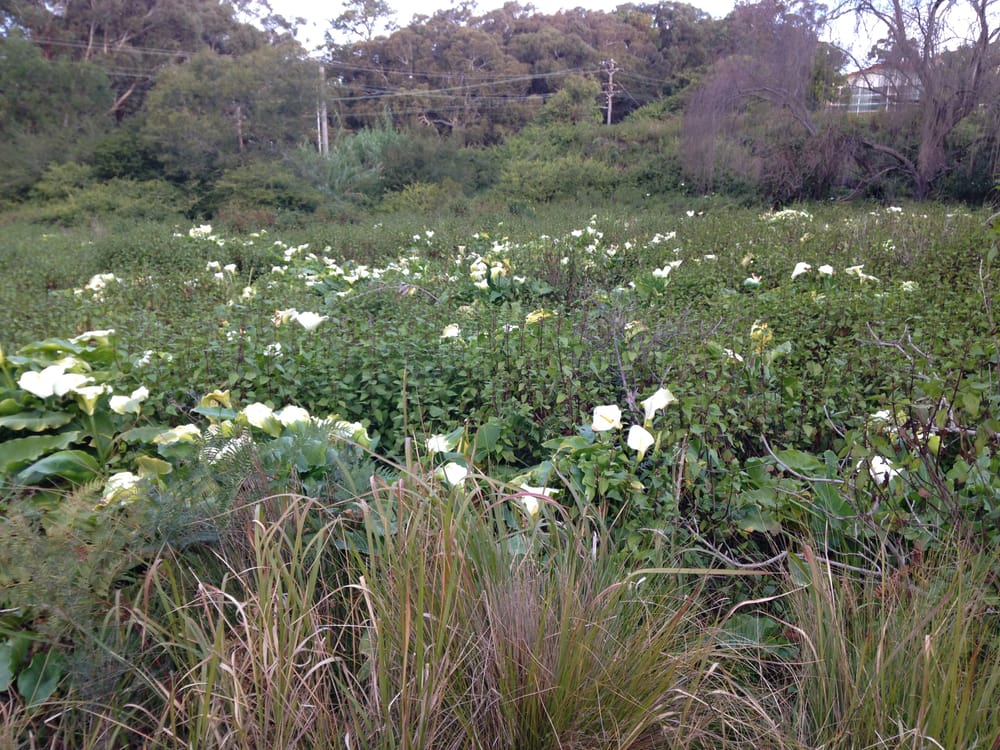 Watch out for Arum lily post image
