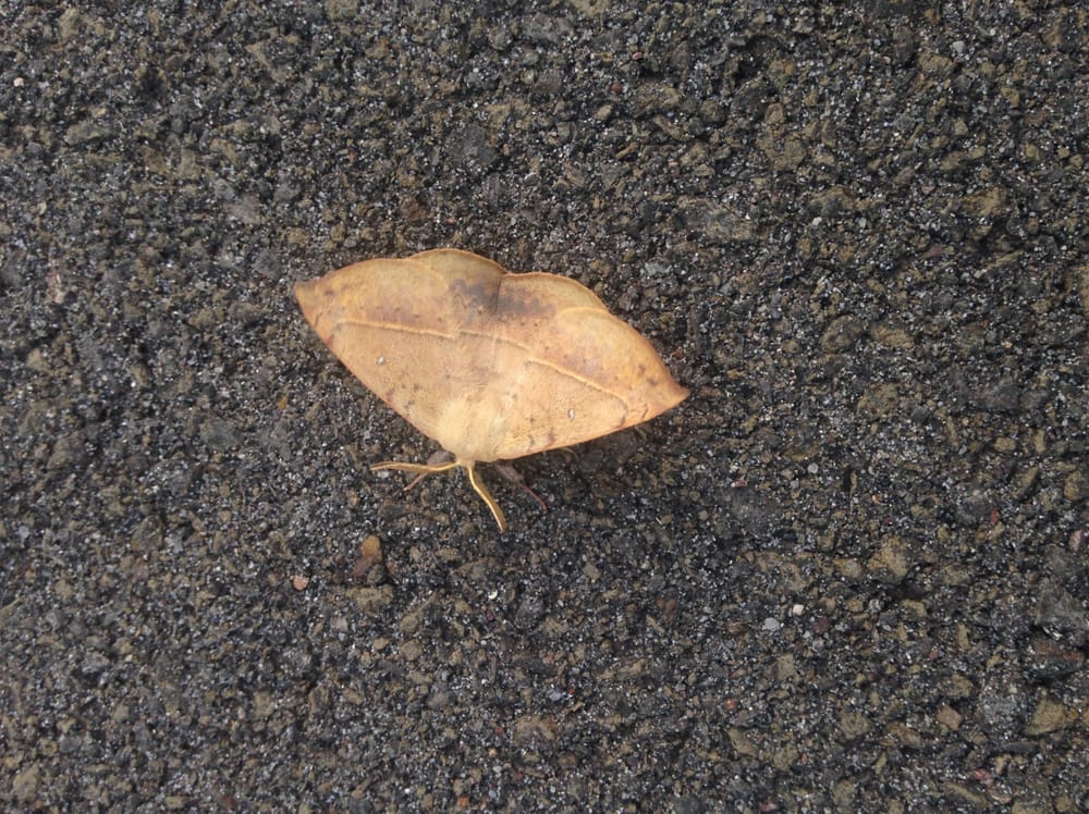 Moths that pretend to be leaves post image