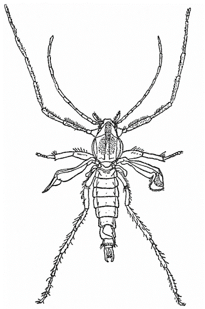 Beetling About: In the marine world post image
