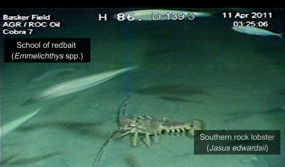 Deep dive: How oil rig rehab is inspiring 'nature positive' wind farm design post image