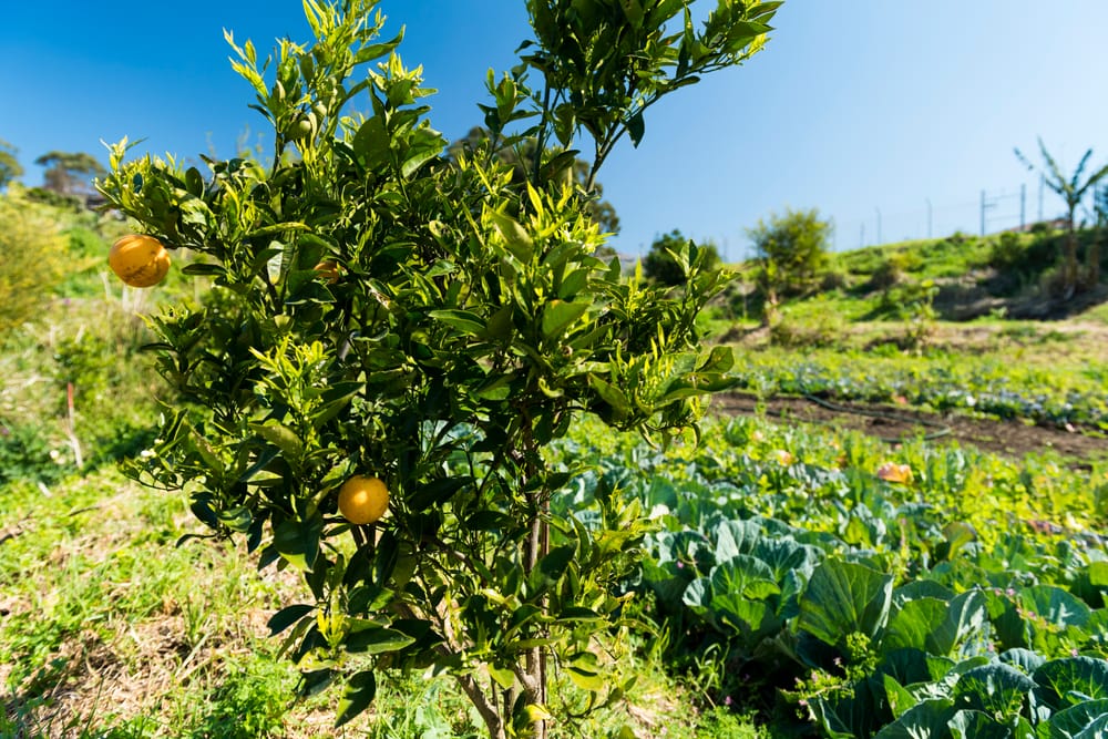 What's in season in September post image