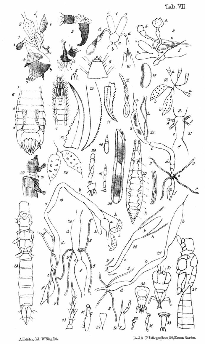 Beetling About: Why you need to know your insect bits post image