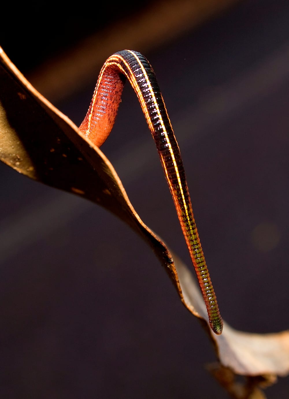 Beetling About: The promised piece on leeches post image