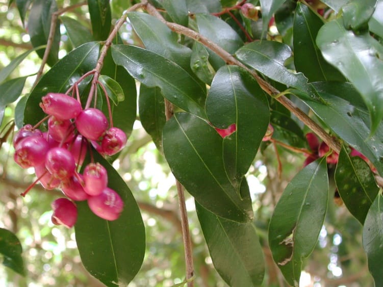 Tree of the Month: Brush Cherry post image