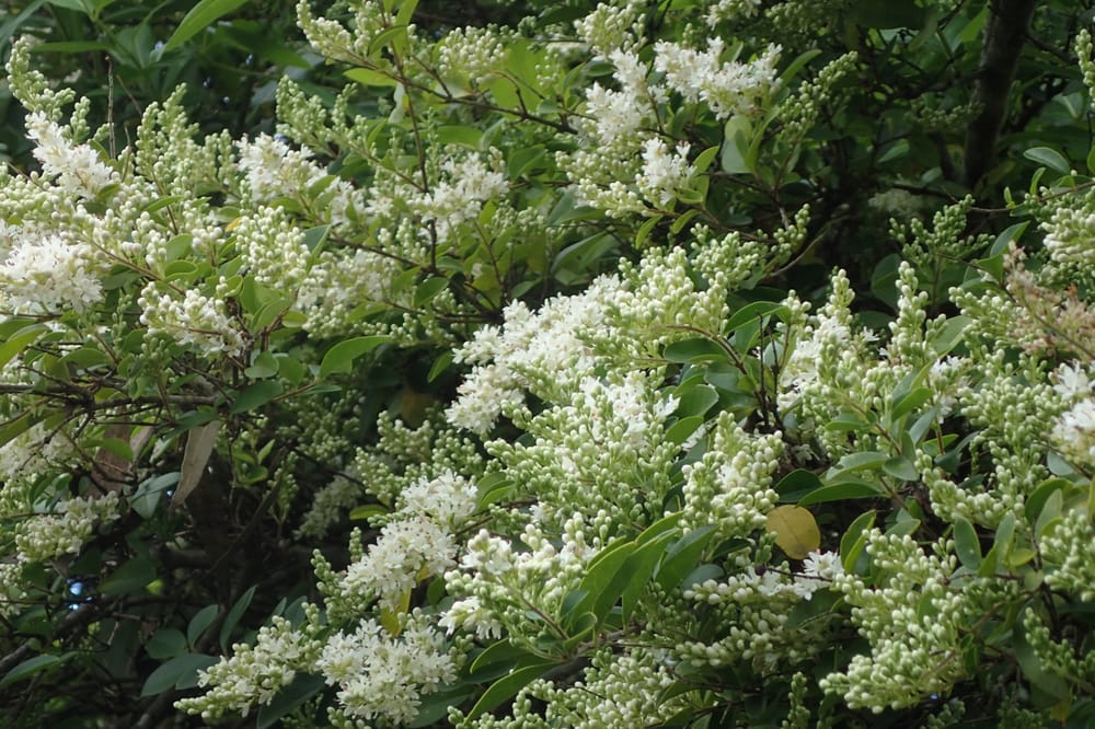 Watch out for Small leaf privet post image