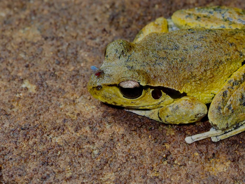 Gone frogging post image